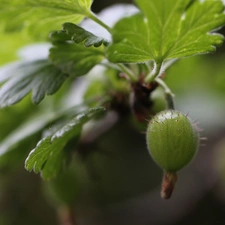 fruit, Green, gooseberry