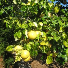 trees, grape-fruit