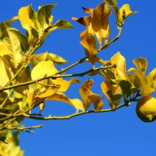 fruit, sapling, Lemon