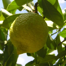 fruit, sapling, lemons