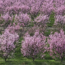 fruit, orchard, trees, viewes, flourishing