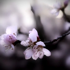 peach, twig, Fruit Tree