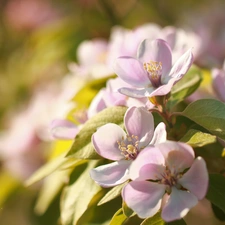 Pink, trees, fruit, Flowers