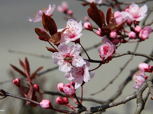 fruit, flourishing, trees