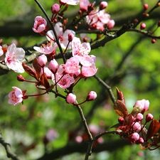 fruit, flourishing, trees