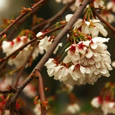 fruit, Flowers, trees