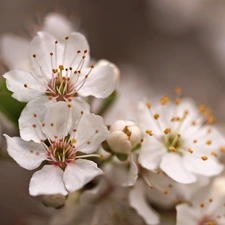 White, trees, fruit, Flowers