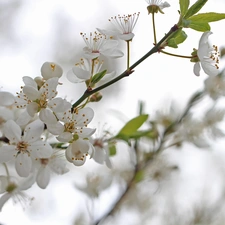 White, trees, fruit, Flowers