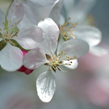 White, trees, fruit, Flowers