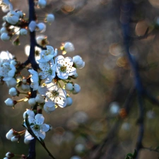 White, trees, fruit, Flowers