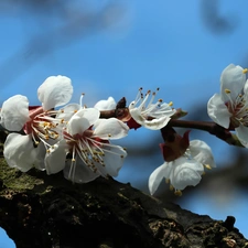 White, trees, fruit, Flowers