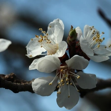 White, trees, fruit, Flowers