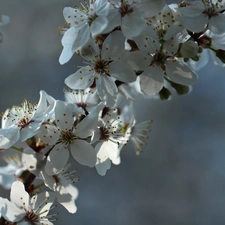 White, trees, fruit, Flowers