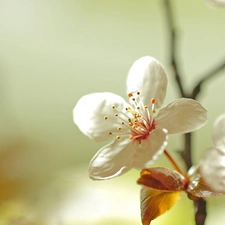 White, trees, fruit, Flowers