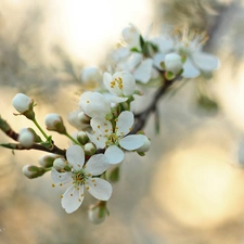 White, trees, fruit, Flowers