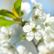 White, trees, fruit, Flowers