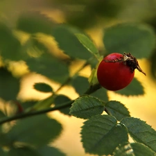 Wild, Red, fruit, rose