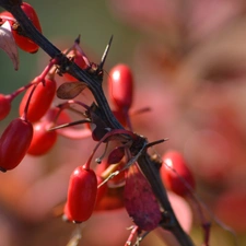 barberry, Fruitbodies