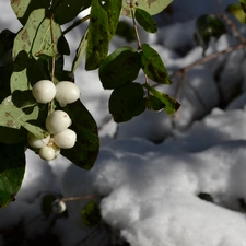 Fruitbodies, twig, water, snow, drops, Symphoricarpos Duhamel
