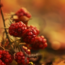 Fruits, blackberries, maturing