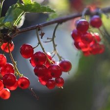 Red, The beads, Fruits, currants