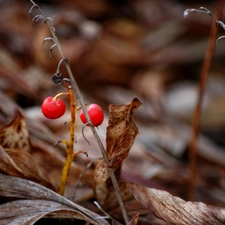 lily of the Valley, Fruits