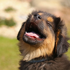 cheerful, dog, Puppy, funny