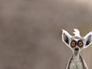 funny, lemur