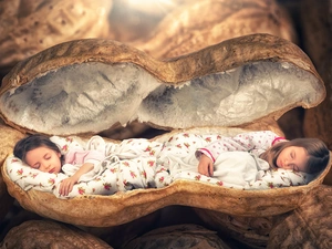 walnut, Funny, Sleeping, husk, girls