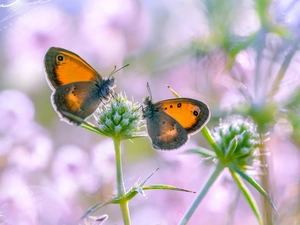 Gatekeeper, Two cars, fuzzy, background, Thanksgiving, butterflies