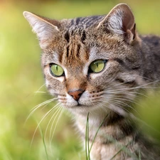 fuzzy, background, green ones, Eyes, cat