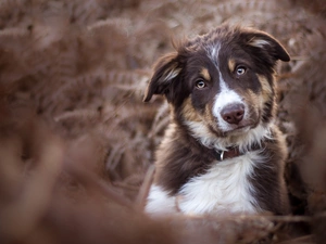 Puppy, fuzzy, Plants, Australian Shepherd
