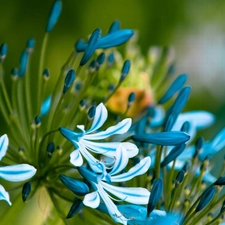 blue, Flowers, Agapanthus, White