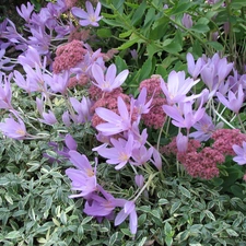 colchicum, Garden