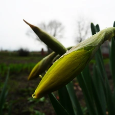 Daffodils, Garden