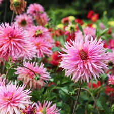 Garden, Pink, dahlias