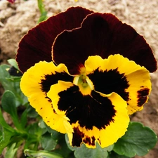 Garden, pansy, leaves