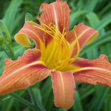 lily, garden