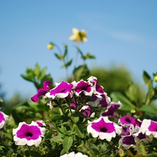 petunia, Garden