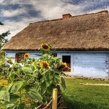 garden, Nice sunflowers, Skansen, hut, Sierpc