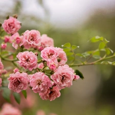 twig, rose, Garden, wild