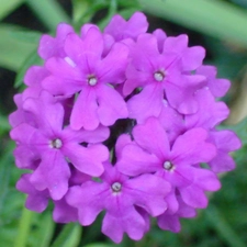 Violet, Verbena garden