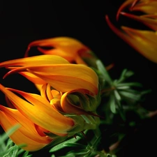 Close, Colourfull Flowers, Gazania