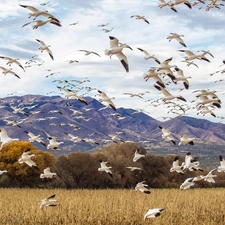 geese, Mountains, White