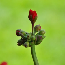 bud, geranium