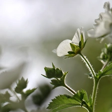 Colourfull Flowers, White, geranium