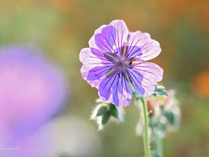 geranium, Colourfull Flowers