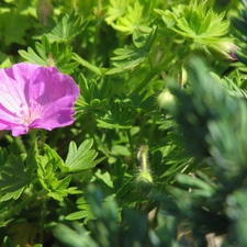 geranium