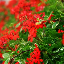 Red, geraniums