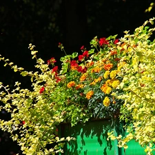 geraniums, Flowers, Tagetes